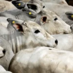 CNA repudia pedido ao governo americano de suspensão da carne bovina brasileira